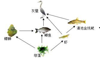 关于食物链的资料,生态系统中的能量传递与生物关系解析